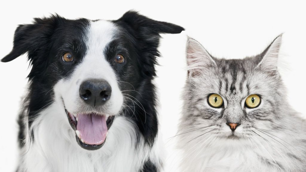 Pet insurance claims hit record