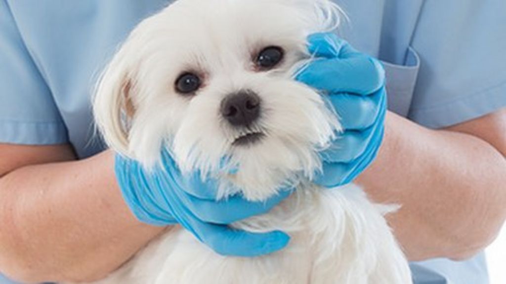 Vets: Ban the use of homeopathy in animals