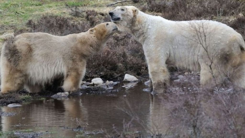 VIDEO: Polar bear romance in Scottish highlands