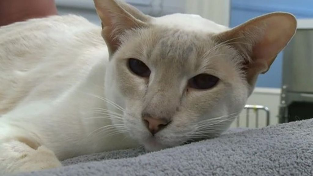 VIDEO: 'Cat-in-the-box' survives eight days in post