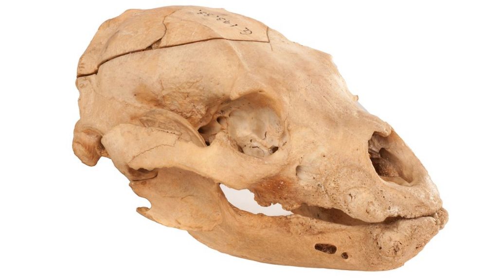 'Winnie-the-Pooh' skull revealed