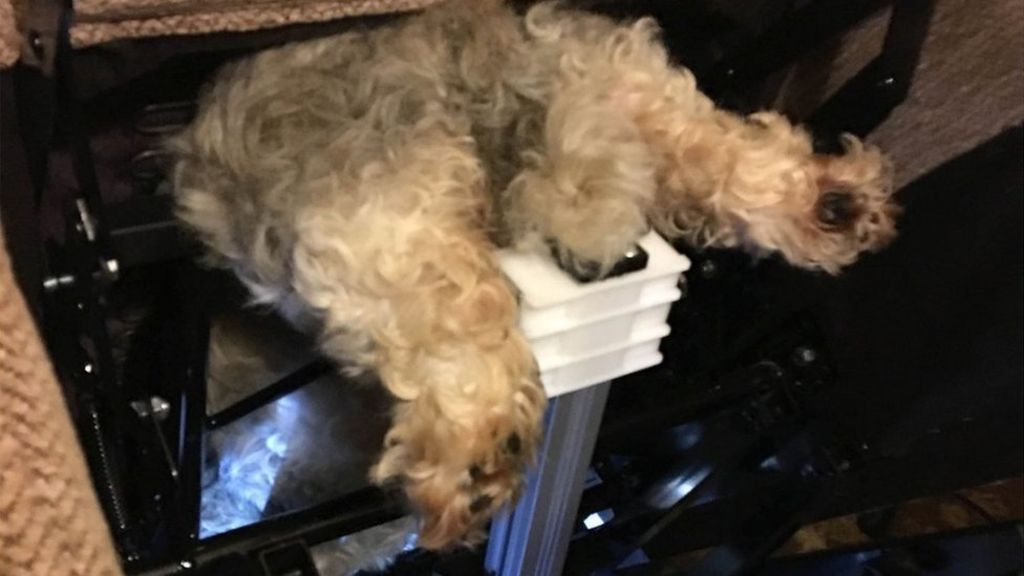Dog gets stuck in reclining armchair