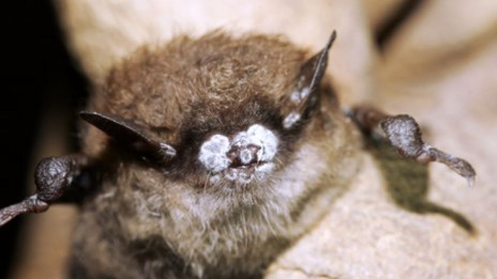 China clue to white-nose syndrome