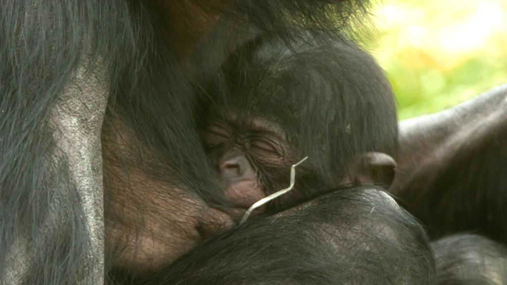 Endangered bonobo ape born in UK