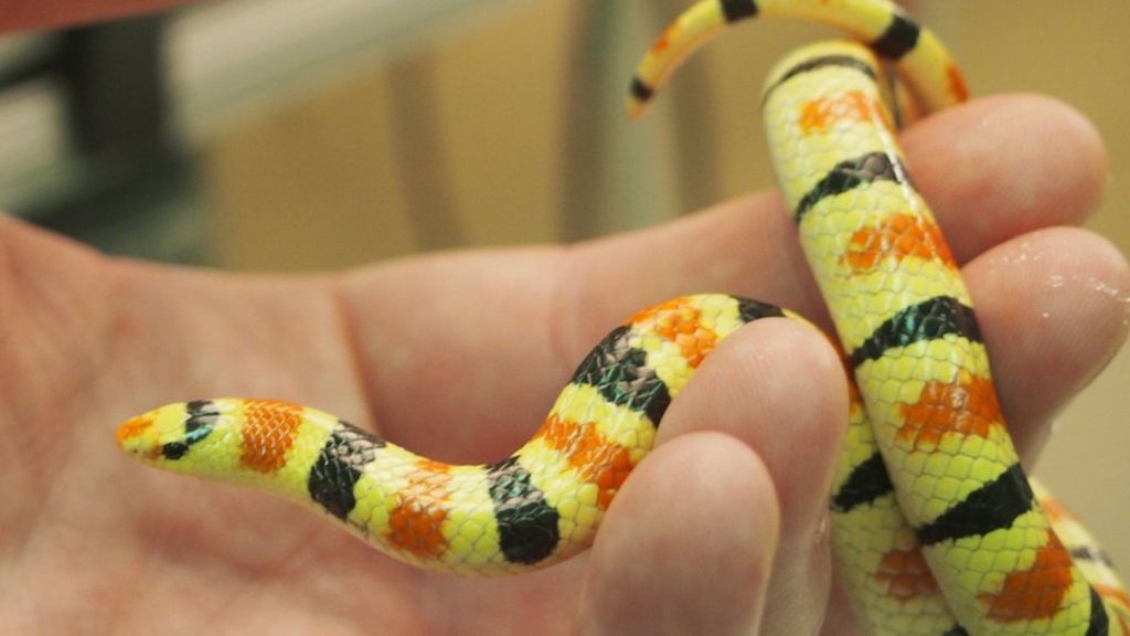 The slippery physics of slithering