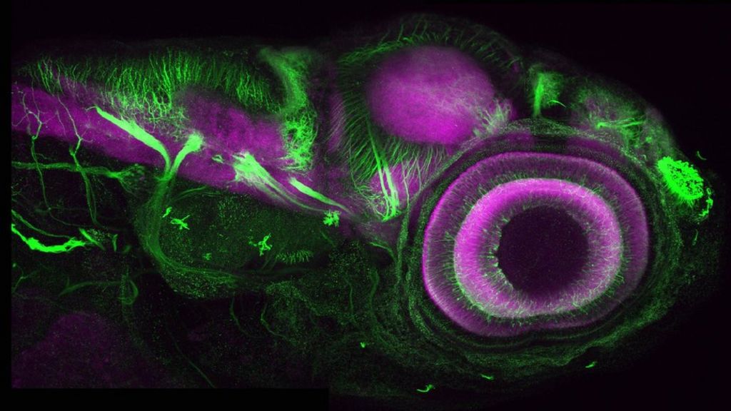 DNA 'tape recorder' to trace cell history