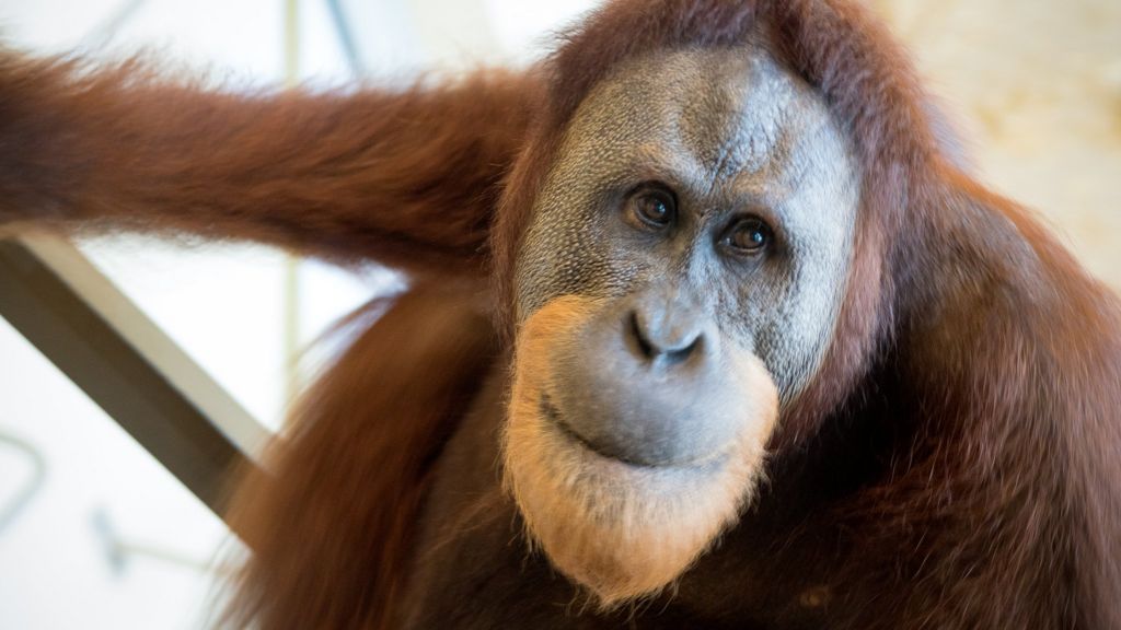 Orangutan 'copies human speech'