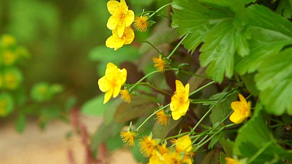 VIDEO: Could plants help power our devices?