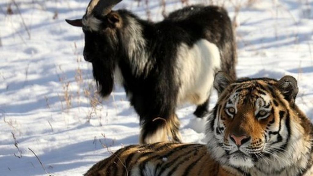 Goat and tiger's unlikely friendship BBC News