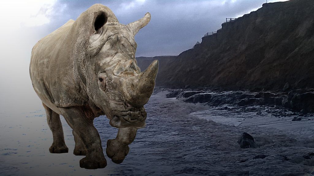 Norfolk beach rhino fossil revealed by storm surge