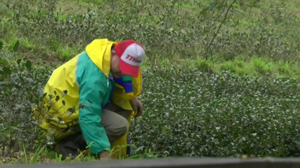 VIDEO: Taiwan's tea firms brew fresh approach