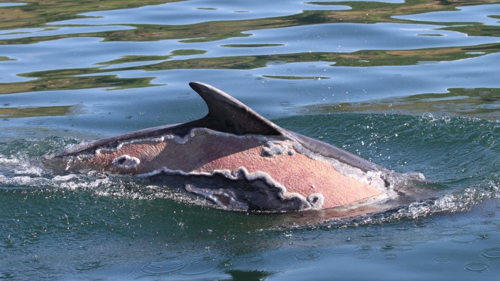 Sunburned dolphin spotted in Moray Firth