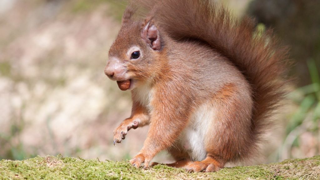 UK red squirrels carry 'a form of leprosy' - scientists