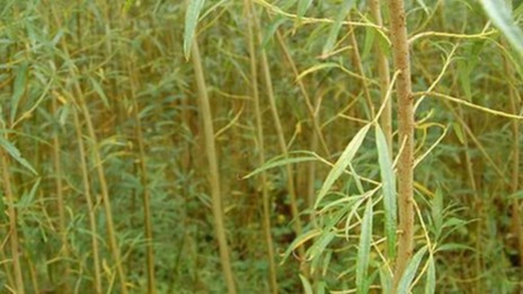 Bioenergy 'can deliver cleaner future'