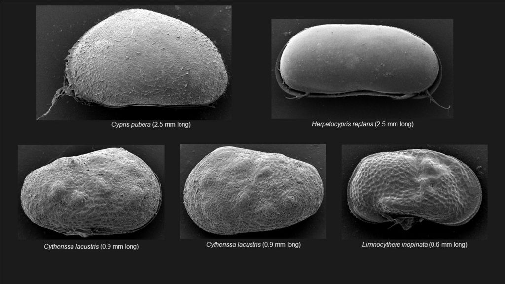 Rare tiny creatures found in loch near Kinross