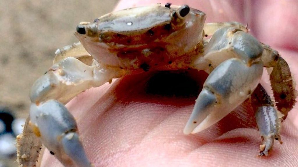Rare Columbus crabs from Bermuda wash up in Cornwall BBC News