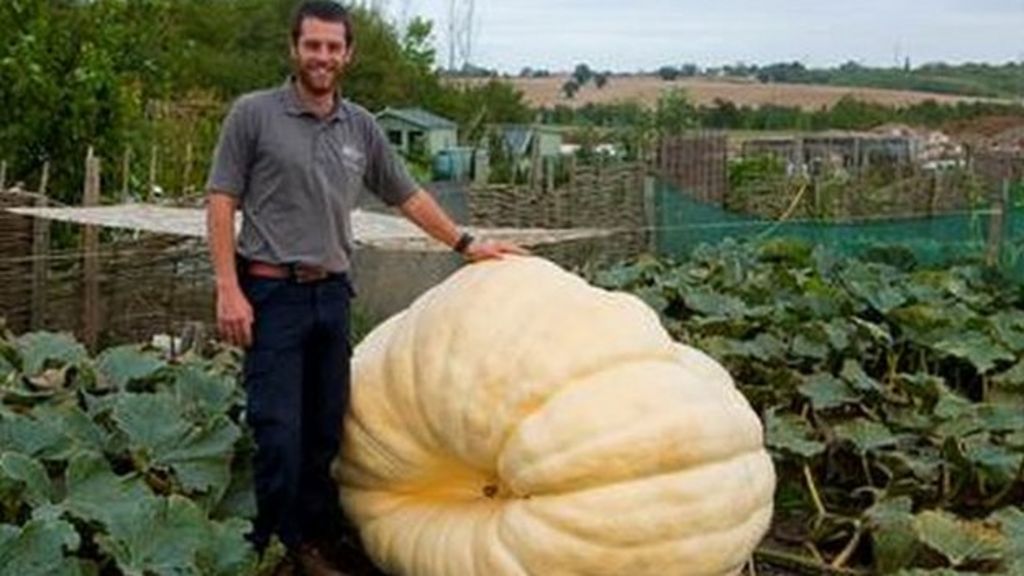 Gardener smashes UK pumpkin record