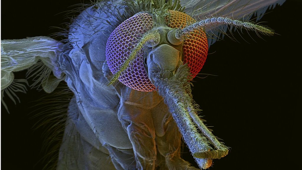 UK sets up £1bn fund to fight malaria