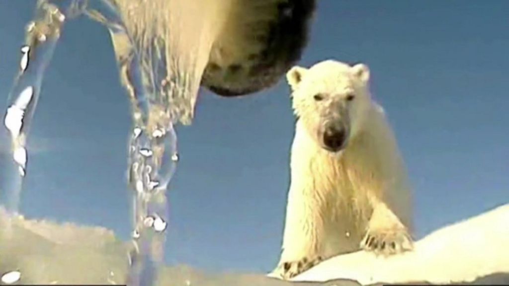 Inside the secret lives of polar bears