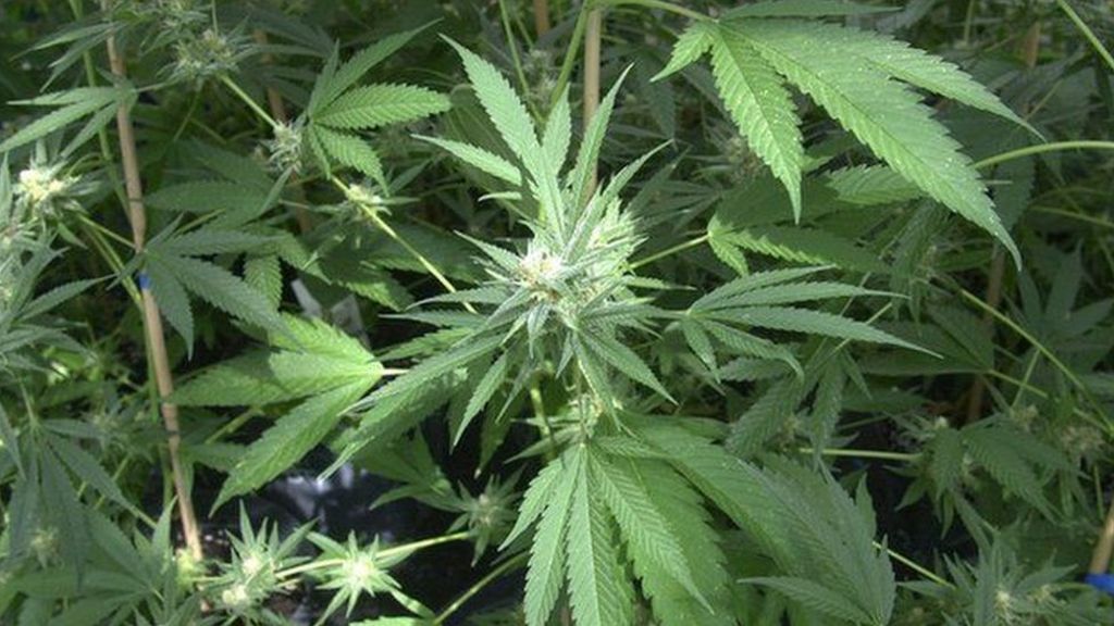 Irish Government passes medicinal cannabis bill without vote