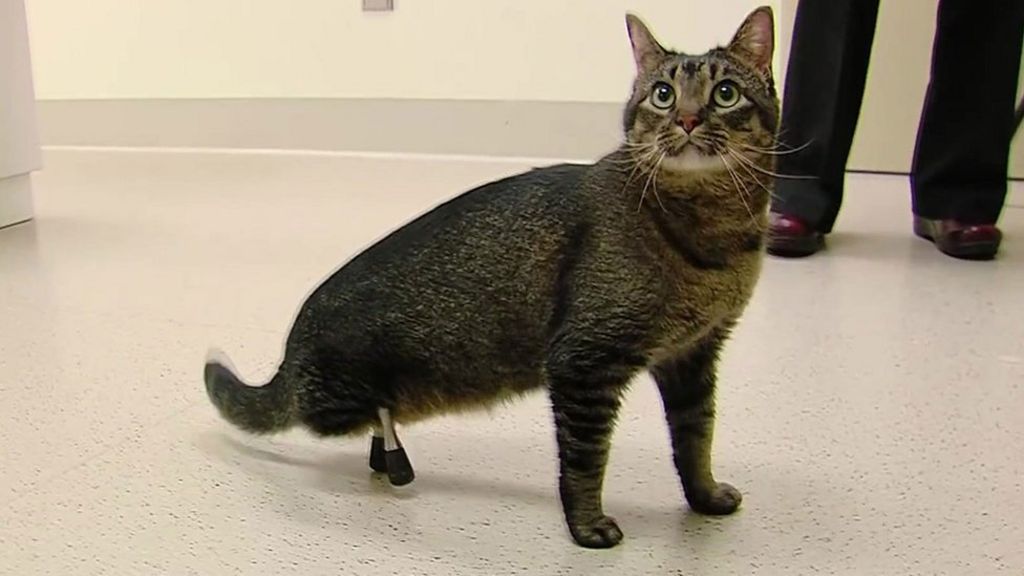 VIDEO: The cat with 3D-printed legs