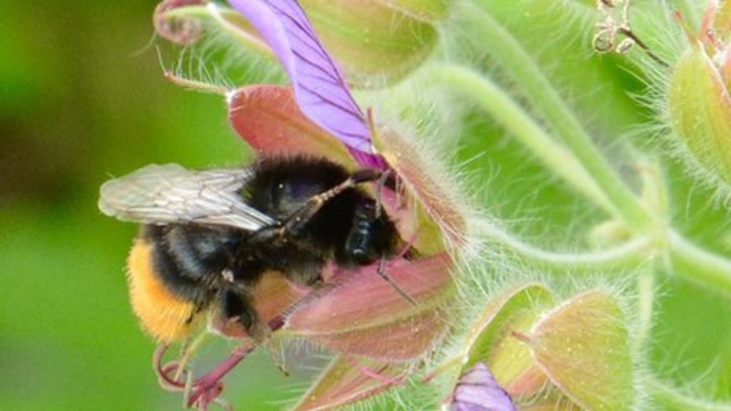 Warming 'squeezing out' bumblebees