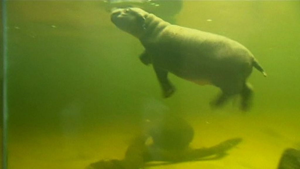 VIDEO: Pygmy hippo calf takes first swim