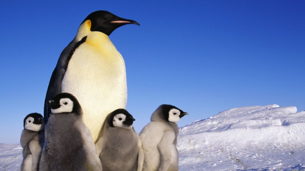 Hungry penguins help keep car code safe