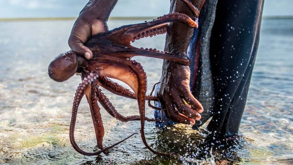 Octopus hunters