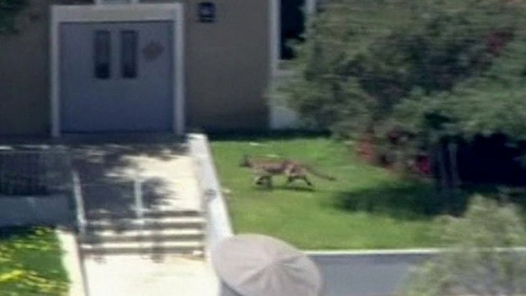 VIDEO: Lion found on LA school campus