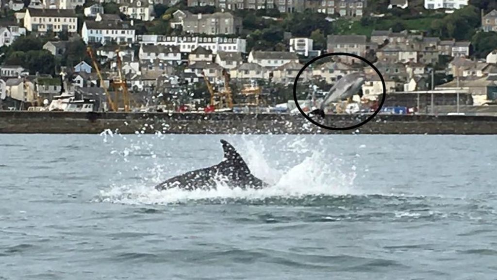 Dolphin pictured killing porpoise by flipping it into air
