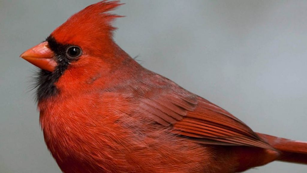 Two birds yield genetic key to crimson