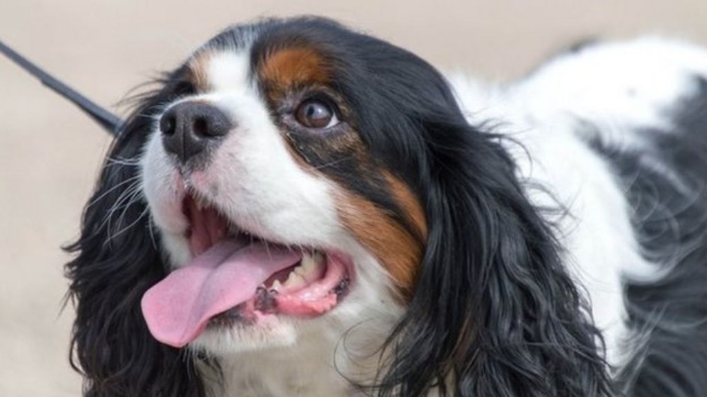 Ruddington dog walkers 'stealing' dog poo bags - BBC News