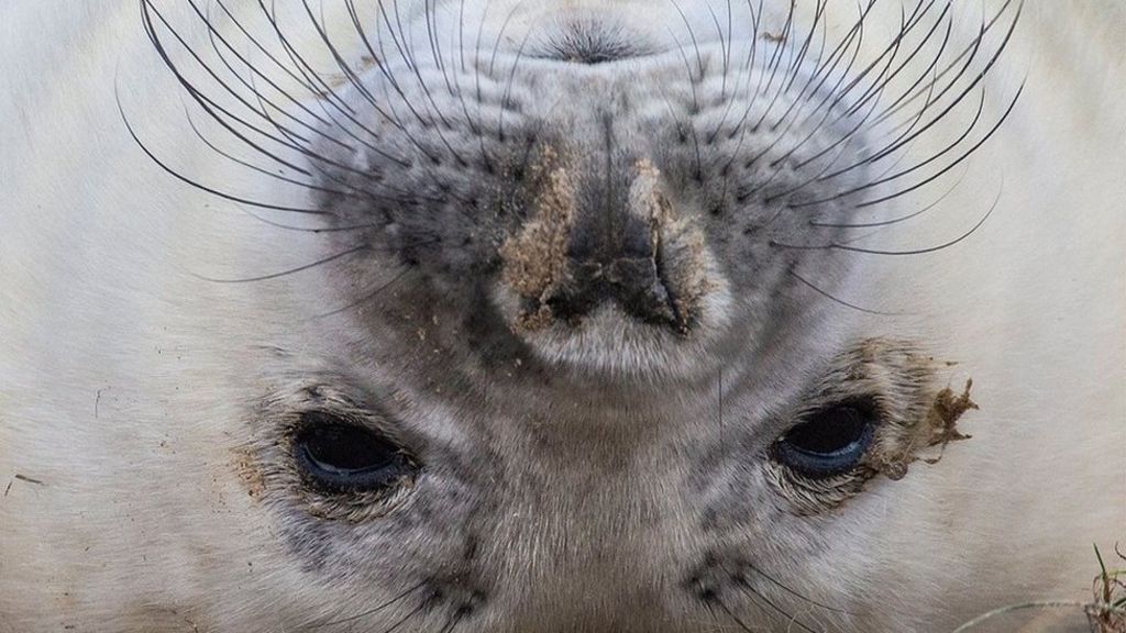 Seal pup drop 'good news' for reserve