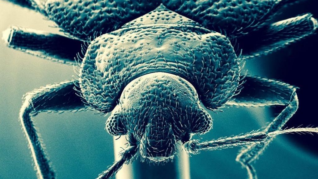 Bed bugs' thick skins beat insecticide