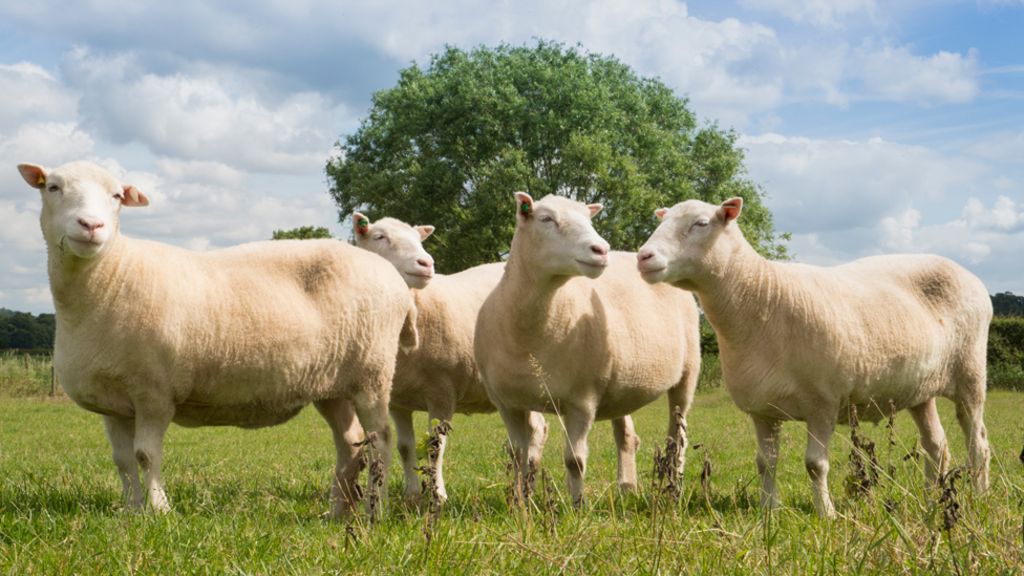 Dolly the sheep's siblings 'healthy'