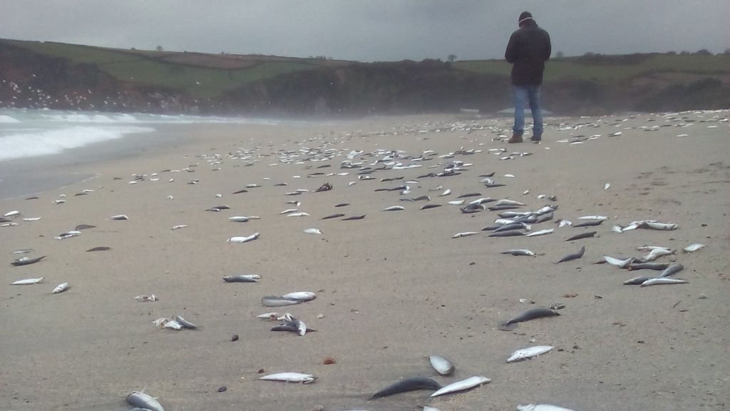 Mystery as thousands of fish wash up on Cornish beach