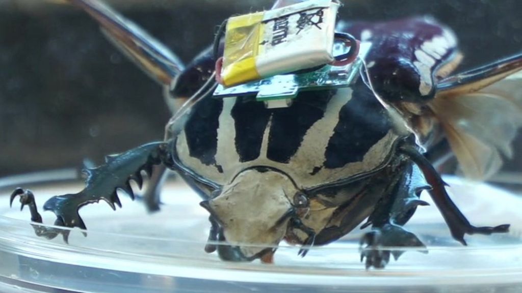 Could these cyborg beetles save lives?