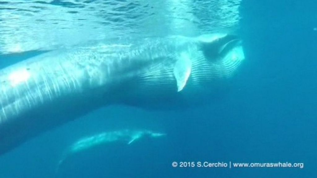 VIDEO: Rare whale spotted off Madagascar coast