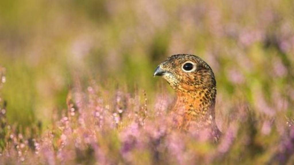 Growing call for grouse shooting ban as season opens