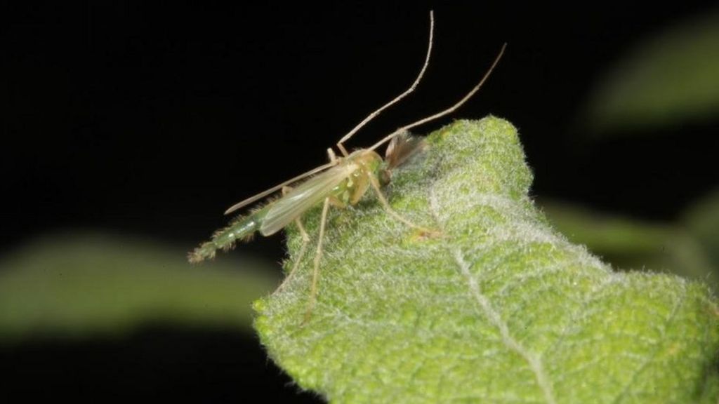 Scotland's non-biting midges