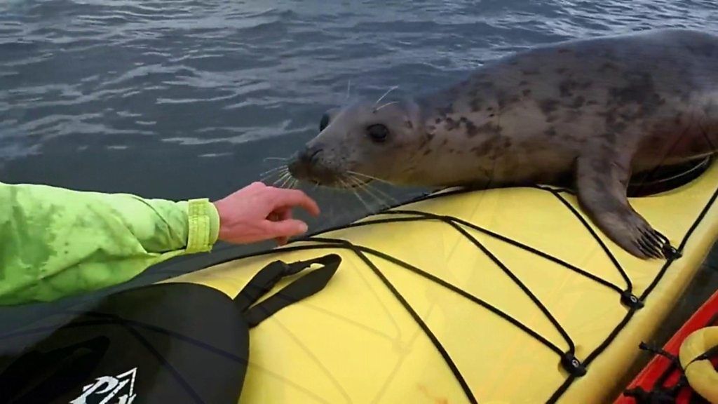 Seal hitches ride on kayak in Firth of Forth