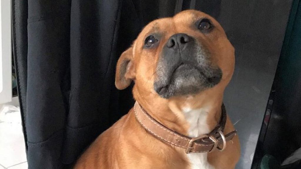 West Belfast: Man gets '£200 ransom demand' for missing pet dog - BBC News