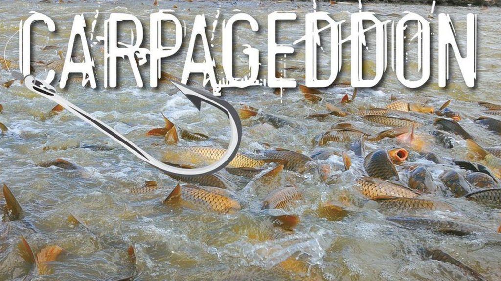 Australia plans to kill carp with herpes
