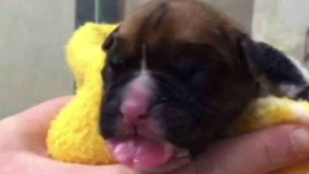 VIDEO: £60,000 cloned puppies 'really cute'