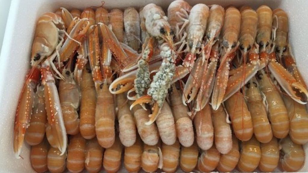 NI fishermen to be allowed to catch more prawns