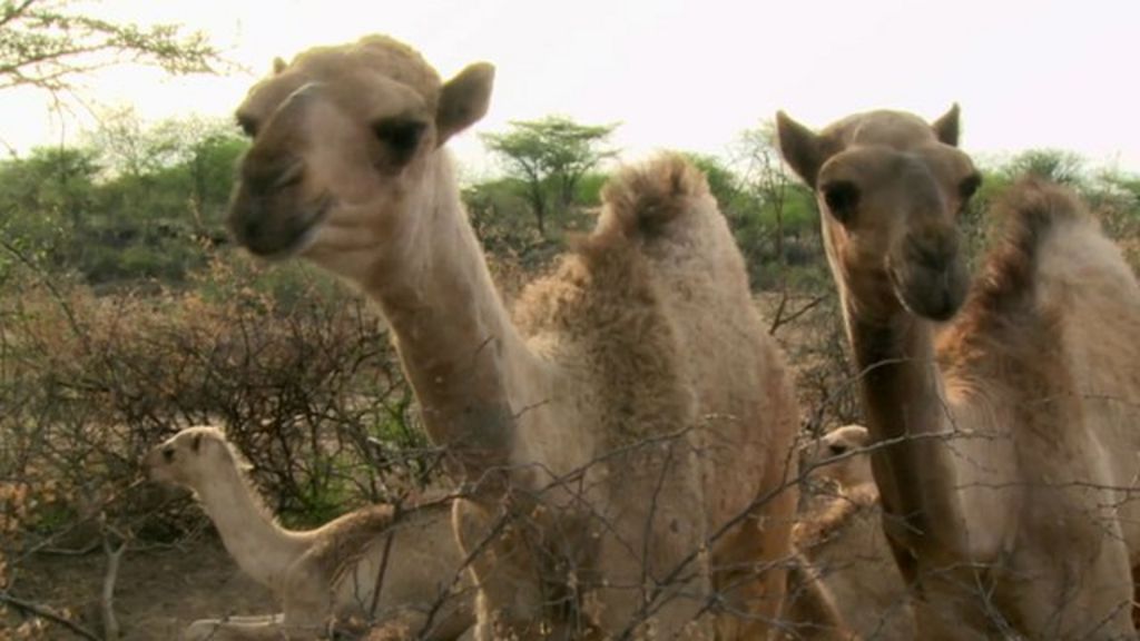 Kenya's flourishing camel milk industry - BBC News