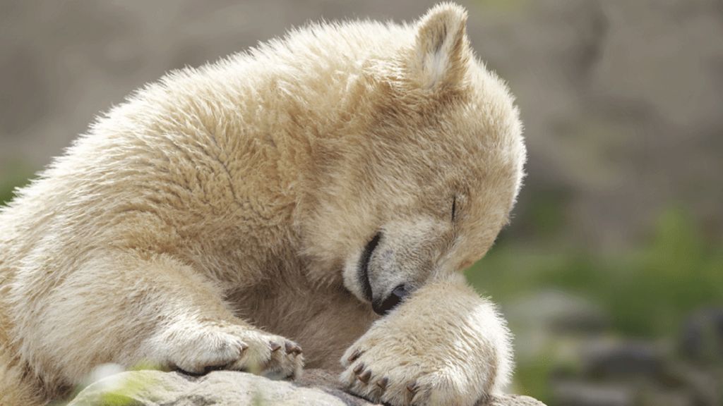 New phase in polar bear breeding plan