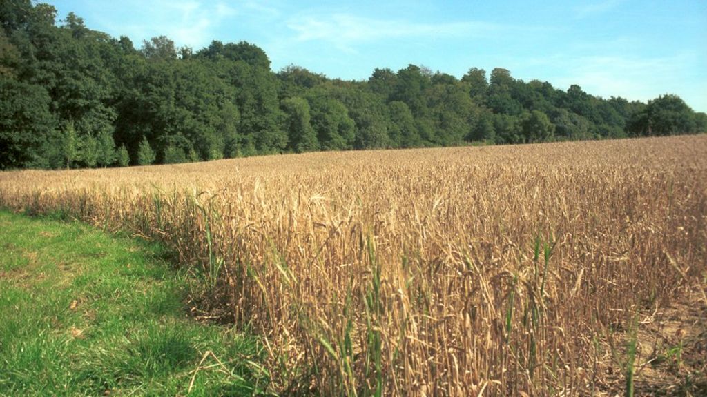 Boosting yields 'can save wildlife'