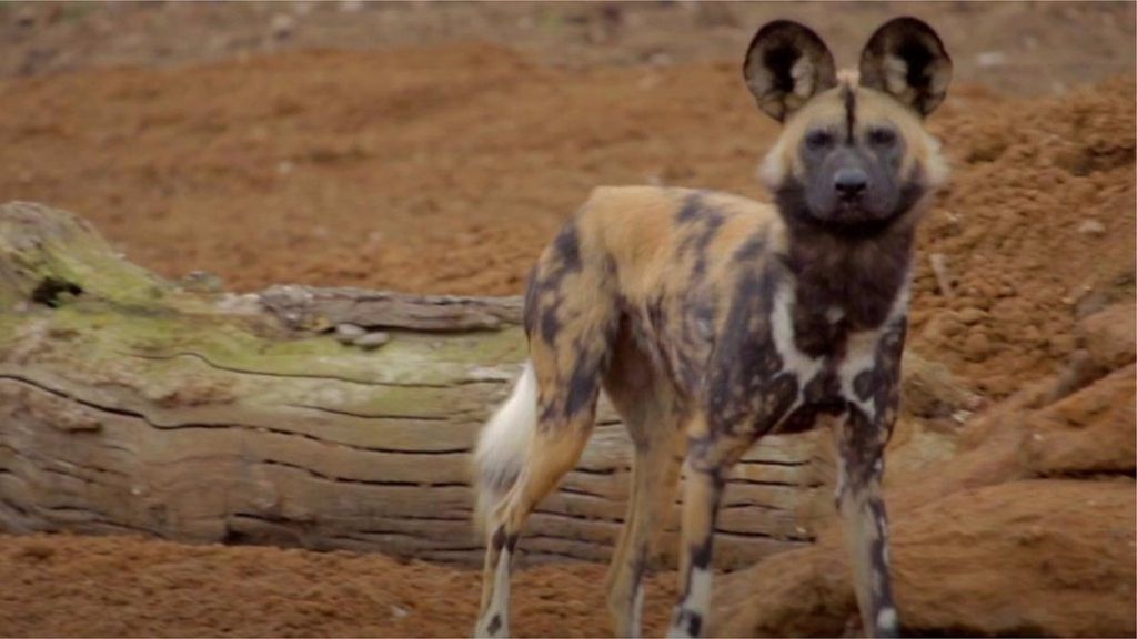 Five African hunting dogs introduced to new Bedfordshire home